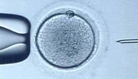 Mayor riesgo de muerte fetal con la fecundación in vitro, según estudio
