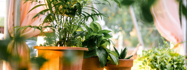 Cómo cuidar las plantas de interior en otoño: cinco consejos para que lleguen perfectas a primavera 
