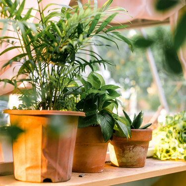 Cómo cuidar las plantas de interior en otoño: cinco consejos para que lleguen perfectas a primavera 