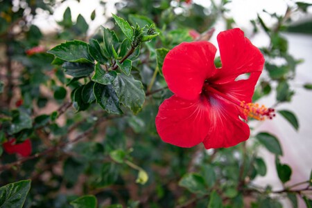 Hibisco
