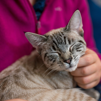 Seu gato te ignora na aparência, mas em segredo sincroniza os hormônios dele com os seus 