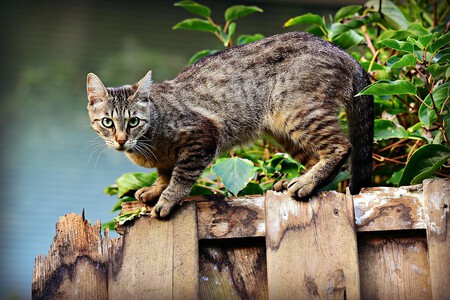 plantas-toxicas-gatos