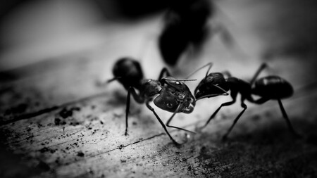 Hormigas
