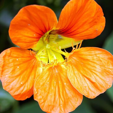 3 plantas ideales para sembrar en primavera y tener un jardín hermoso en tiempo récord