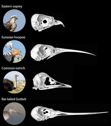 Tipos De Picos