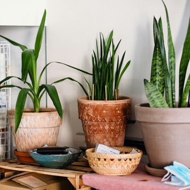 Lidl pondrá a la venta el día 17 de enero una planta resistente al frío y perfecta para pisos o estancias con poca luz