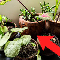 Este es el error de riego más común que “quema” tus plantas y casi nadie nota. Así puedes solucionarlo