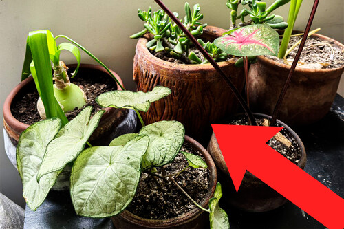 Regar Plantas Error Comun