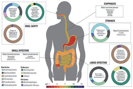 Microbiome