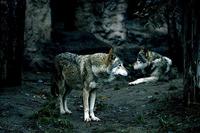 Lobos (cortometraje): las reuniones de negocio en banca 