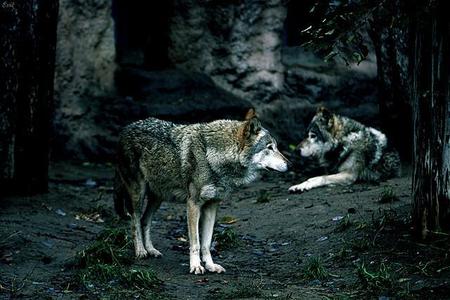 Lobos (cortometraje): las reuniones de negocio en banca