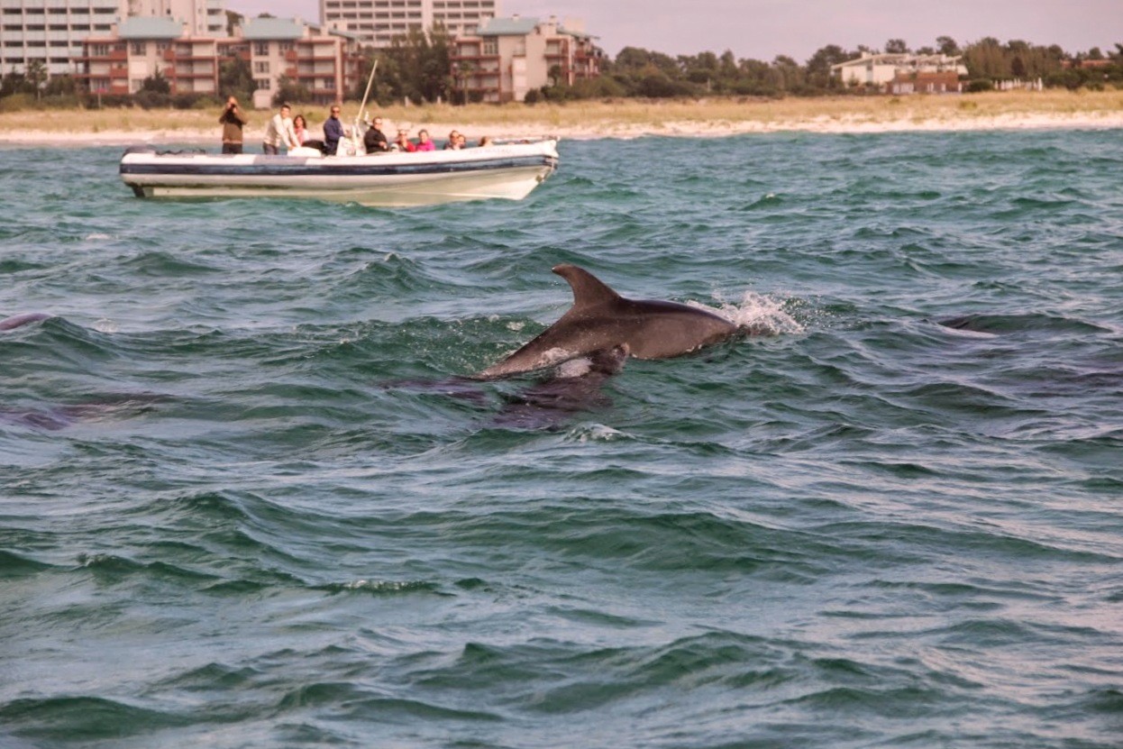 Delfines y ruinas romanas de Troia en el Alentejo portugués