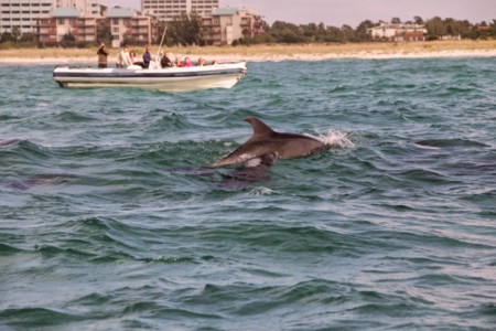 Delfines y ruinas romanas de Troia en el Alentejo portugués