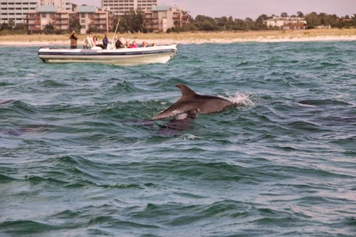 Delfines y ruinas romanas de Troia en el Alentejo portugués