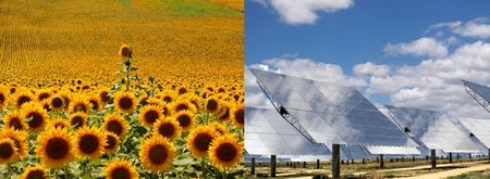 Biocarburantes VS Electricidad: plantas frente a paneles solares