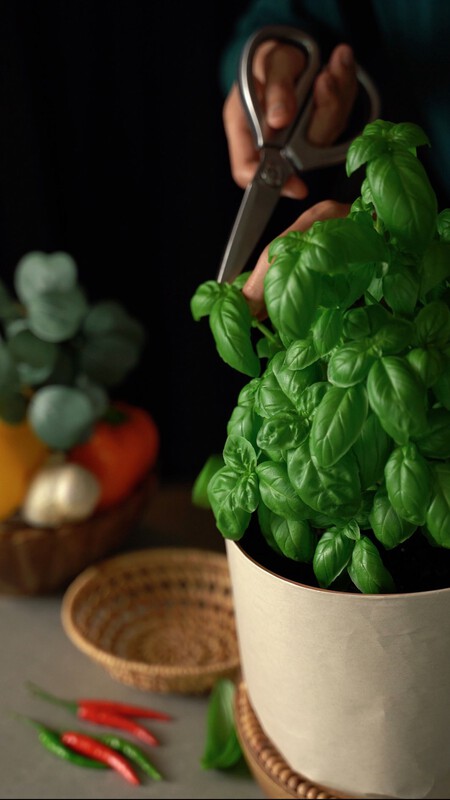 Albahaca