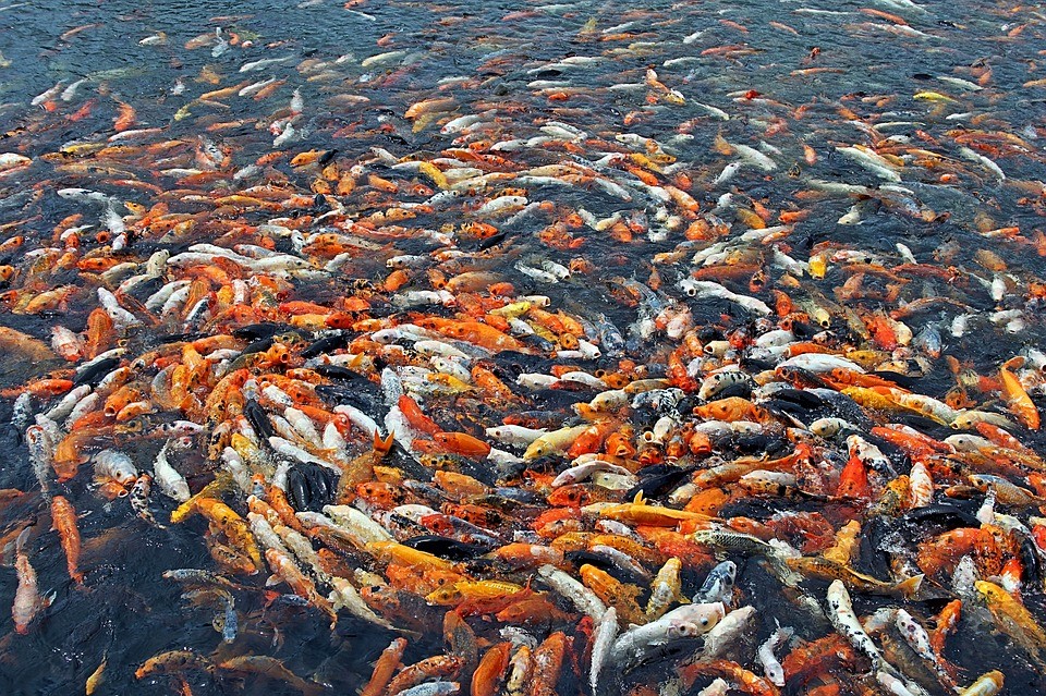 En este país la seguridad alimentaria deja mucho que desear
