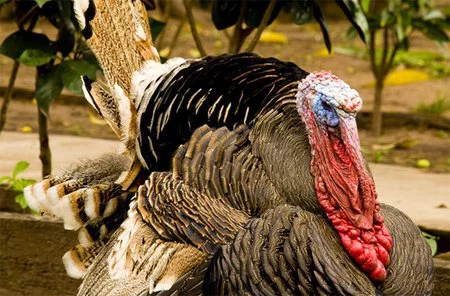 Pavo, pava y pavipollo