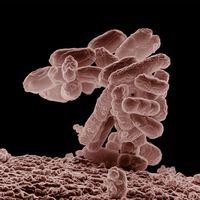 La IA ha creado un virus que la naturaleza no había creado antes. Son (sobre todo) buenas noticias 
