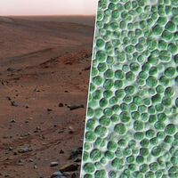 Em nossa obsessão com a terraformação de Marte, descobrimos duas bactérias: uma cria cimento, a outra o protege 