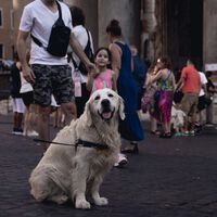 Em sua luta contra o turismo de massa, a Itália começou algo inesperado: um imposto sobre os cães dos turistas 