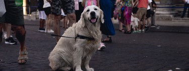 Em sua luta contra o turismo de massa, a Itália começou algo inesperado: um imposto sobre os cães dos turistas