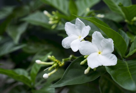 Jasmine 2832931 1920