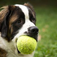Algunos perros podrían ser “adictos a la pelota”, según la ciencia: muestran ansiedad al separarlos de sus juguetes 