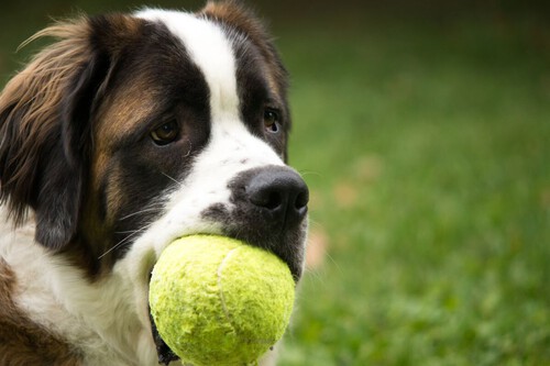'Adictos a las pelotas': algunos perros muestran signos de adicción, según un estudio