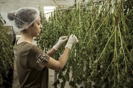 Consumir cannabis aumenta casi 7 veces la probabilidad de desarrollar enfermedades mentales graves como psicosis o esquizofrenia