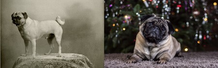 Antiguo Pug Actual