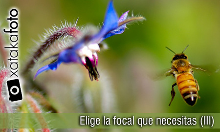 Elige la focal que necesitas (III)