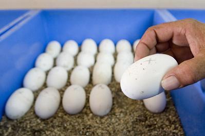 Criando cocodrilos en Cádiz