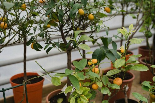 Árboles frutales en maceta