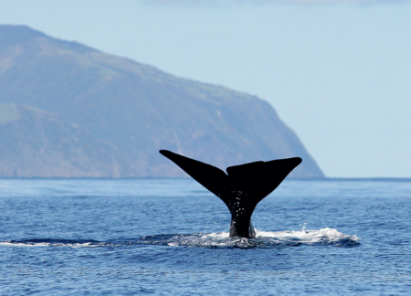 Azores Ballenas