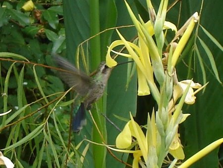 Creada la lista de plantas más completa del mundo