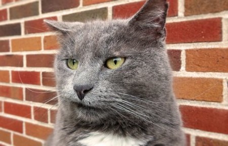 Las emociones de los gatos no son tan difíciles de interpretar, pero las mujeres lo hacen mejor que los hombres