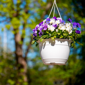 Lidl lanzará el próximo lunes 23 de marzo unas flores de fácil cuidado, coloridas y con maceta colgante incluida 