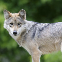 Unos padres quieren llamar 'Lobo' a su bebé, pero se lo impiden