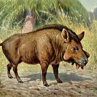 Los "cerdos del infierno" vivieron en España hace 30 millones de años. Ahora la ciencia no sabe ni qué especie eran