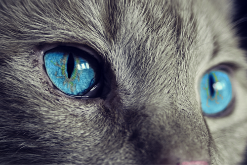 El orgullo sano, una virtud necesaria en un ambiente laboral hostil 