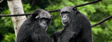 Creíamos que la guerra era una invención única y exclusivamente humana. Hasta que nos fijamos en los chimpancés