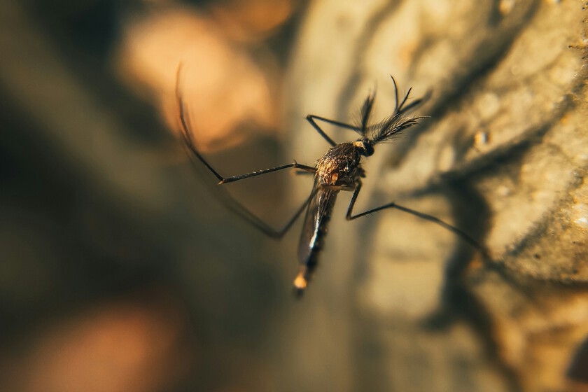Anti mosquitos soluciones