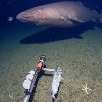 Científicos avistaron a un tiburón durmiente en el lugar menos pensado: una especie gigante capaz de vivir más de 300 años 