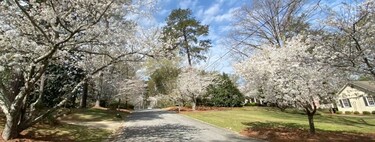 La ruta de la floración de los cerezos en Macon, Estados Unidos