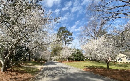 La ruta de la floración de los cerezos en Macon, Estados Unidos