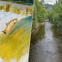 Un río navarro marca la frontera sur del salmón en Europa. Y ahora afronta una amenaza: está demasiado caliente