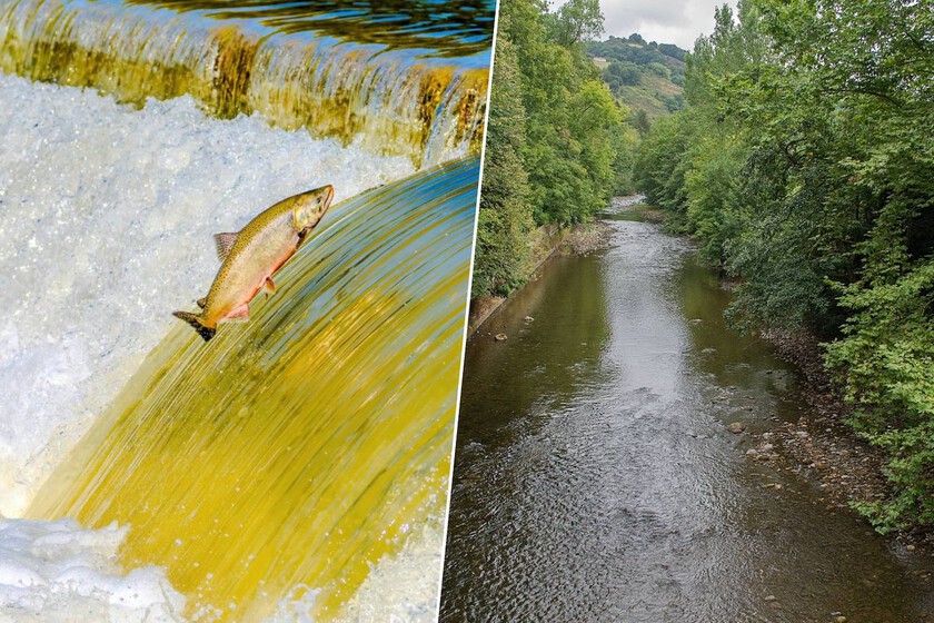 El salmón del Bidasoa se muere debido al calentamiento del agua