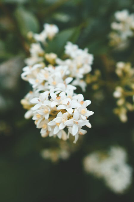 Pexels Didsss 2601410