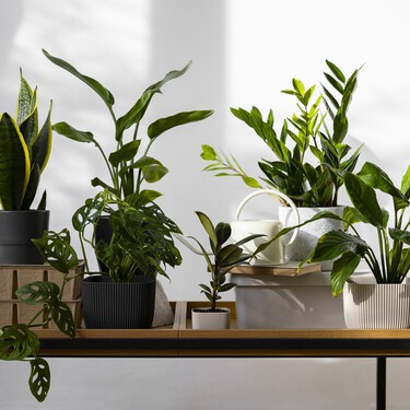 El viernes llegaron a Lidl tres plantas de interior fáciles de cuidar: purifican el aire y dan un toque exótico a tu casa